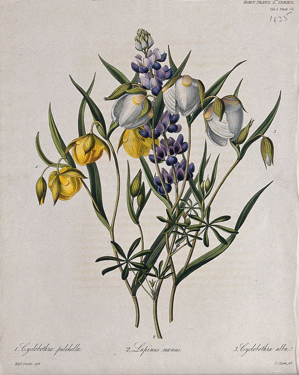Three flowering plants: two mariposa lilies (Calochortus species) and a lupin (Lupinus nanus). Coloured etching by W. Clark…