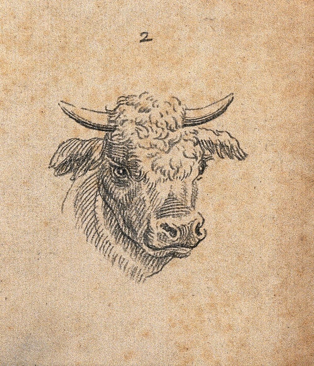 Head of an ox. Drawing, c. 1789.