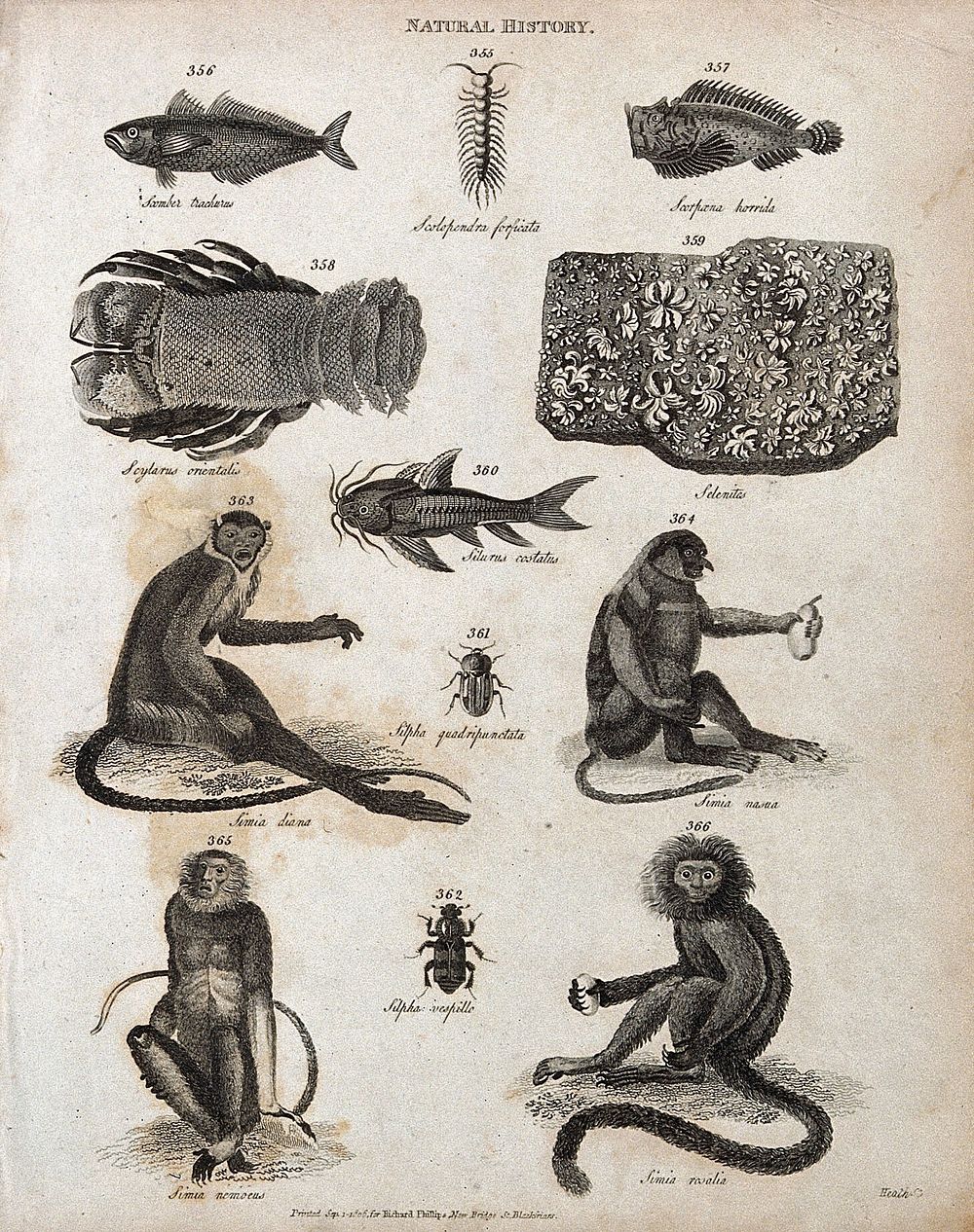 Above, a scomber (marine fish), a milliped, three fish, a jellyfish and selenites; below, two beetles and four apes.…