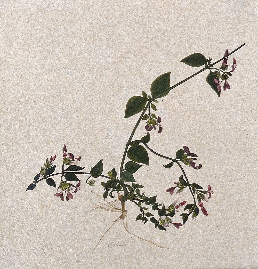 A Justicia plant: flowering stem. Watercolour.