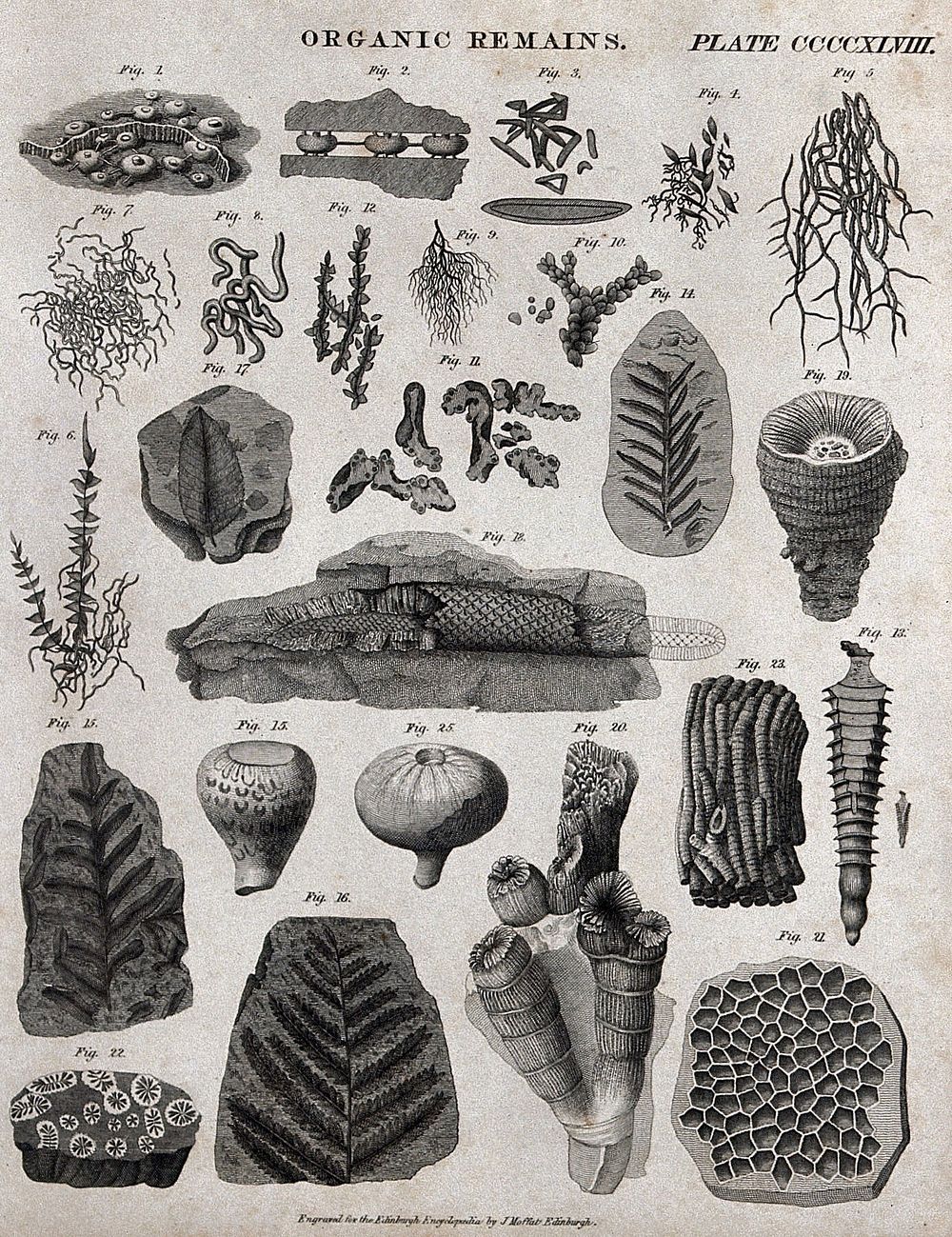Organic remains, some fossilised, of plants and animals. Engraving by J. Moffat.