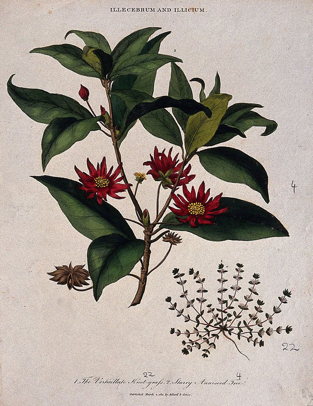 Two flowering plants: a knot grass (Illecebrum species) and star anise tree (Illicium verum). Coloured etching, c. 1811.
