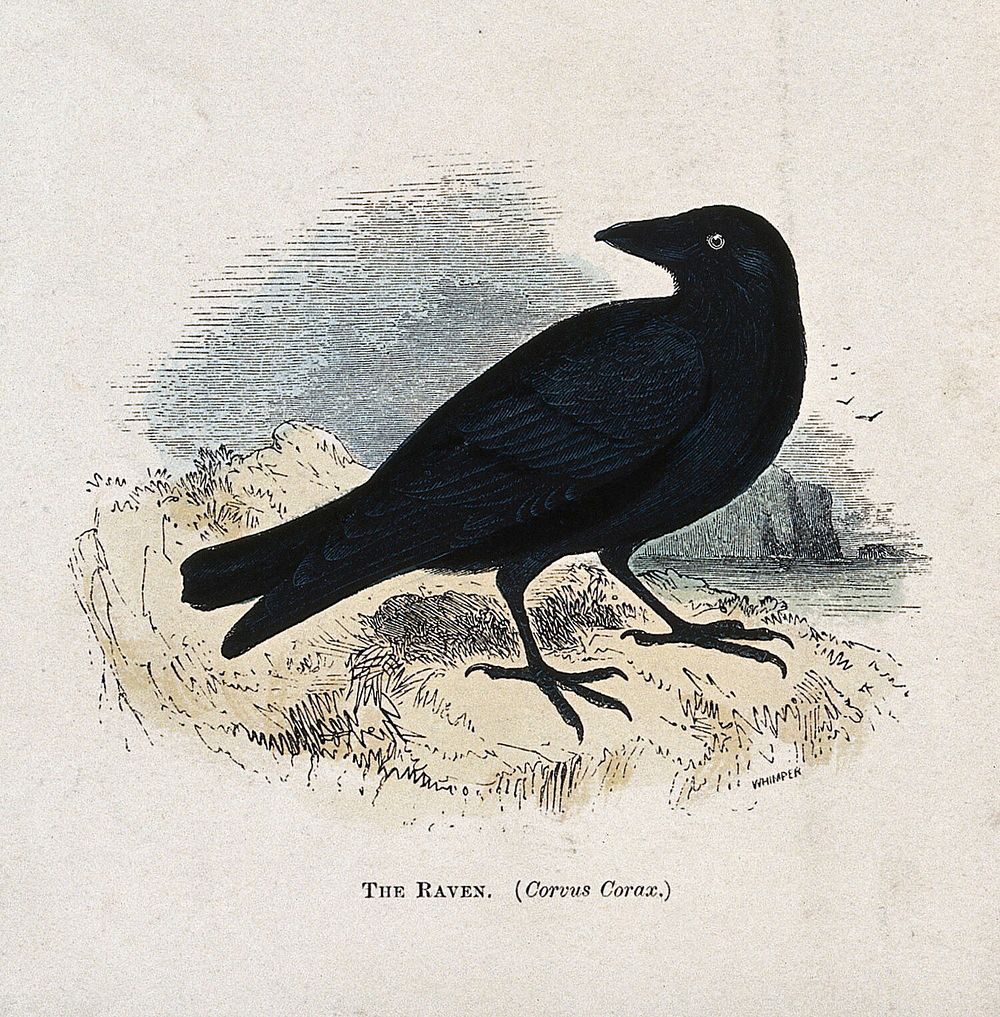 A raven (Corvus corax). Coloured engraving by Whimper.