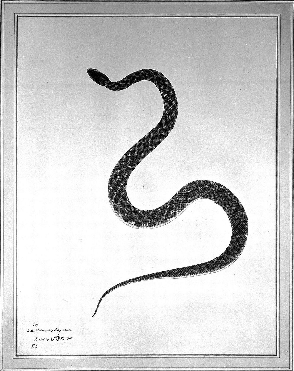 Snake, pale yellow in colour, with dark green patches. Watercolour by Bhawani Das, 1783.