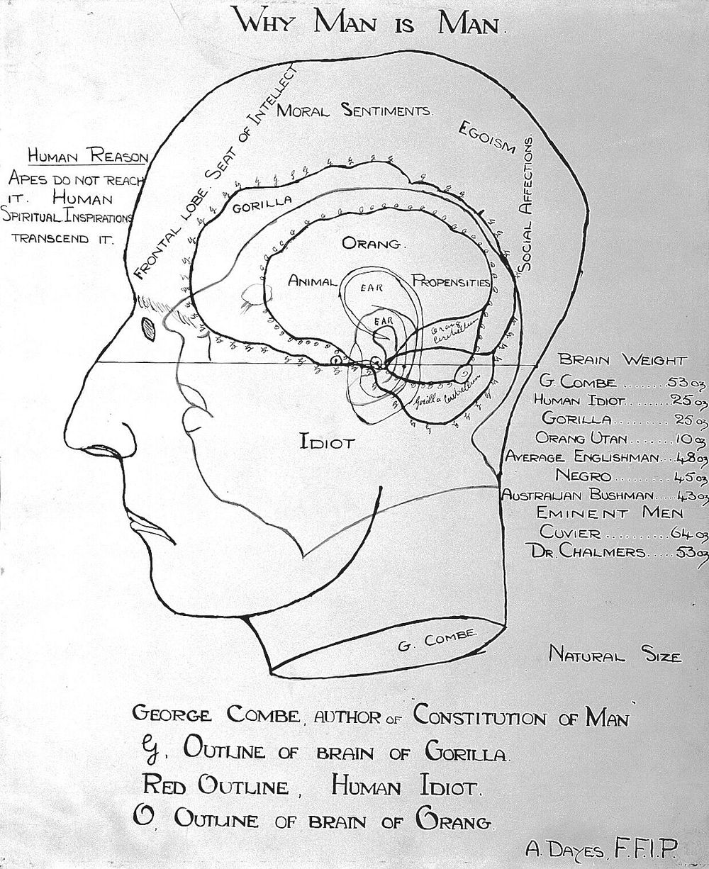 Phrenology: the human and animal brain, the location of its functions according to the principles of phrenology, and…