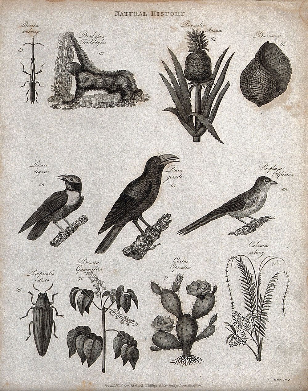 Above, an insect, a monkey, a plant (bromelia), a shell and three birds; below, a beetle, a cactus and two plants. Engraving…