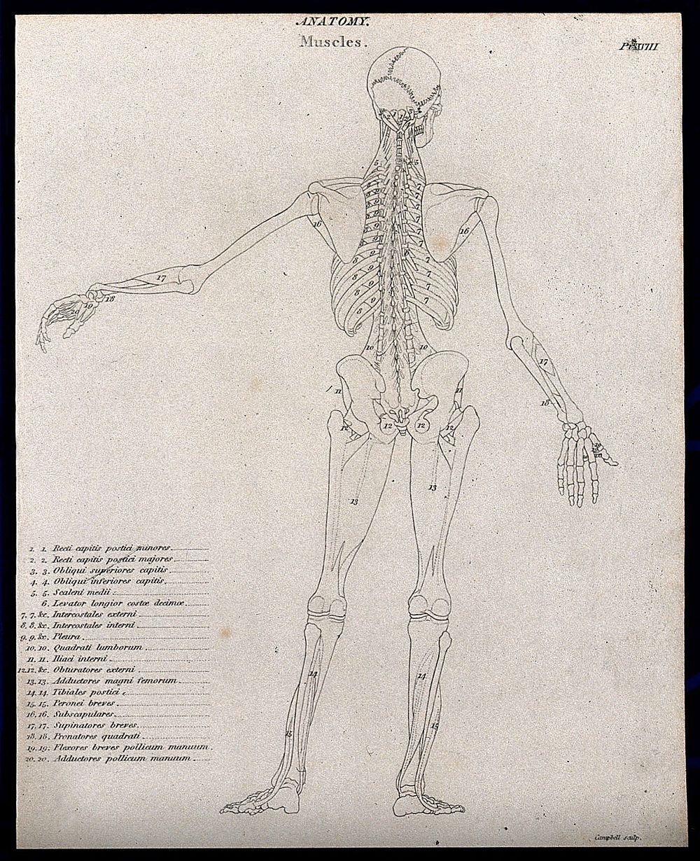 An écorché showing bones, with left arm extended to the side, seen from the back: diagram showing the outlines of the…