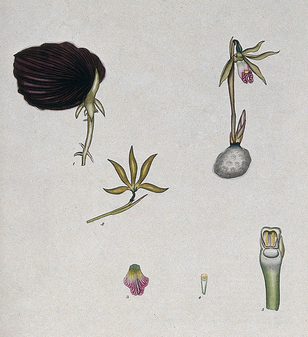An orchid (Pogonia bulbosa): flowering plant and floral segments. Coloured engraving, c. 1803, after H. Andrews.