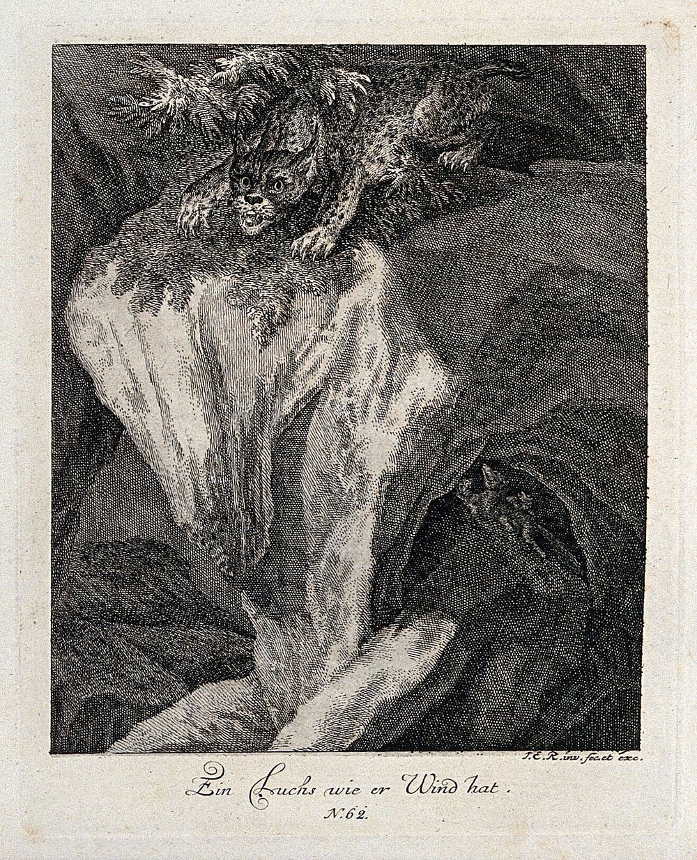 A lynx sniffing a trail on a rock in the mountains. Etching by J. E. Ridinger.