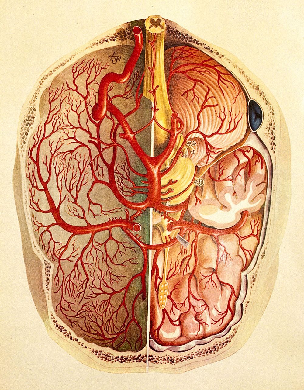 Brain: posterior view. Colour lithograph by Brocades Great Britain Ltd.