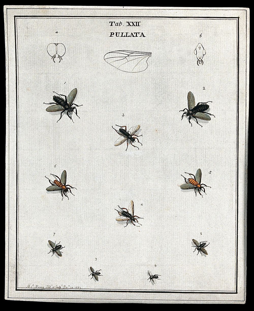 Ten flies (Pullata species). Coloured etching by M. Harris, 1779.