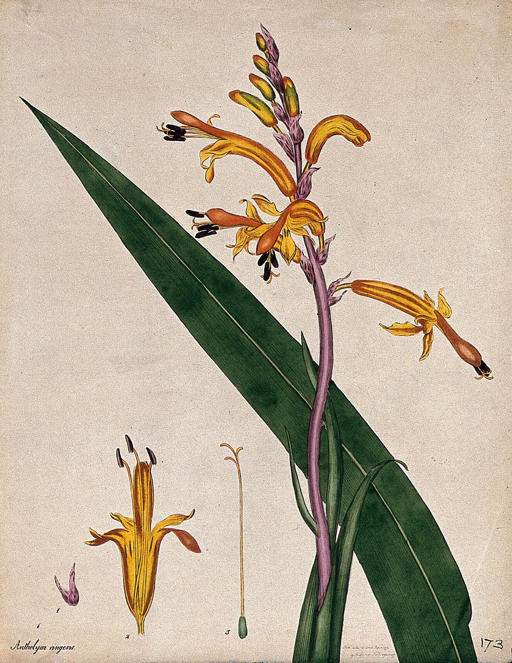A plant (Babiana ringens): flower, leaf and floral segments. Coloured engraving, c. 1798, after H. Andrews.