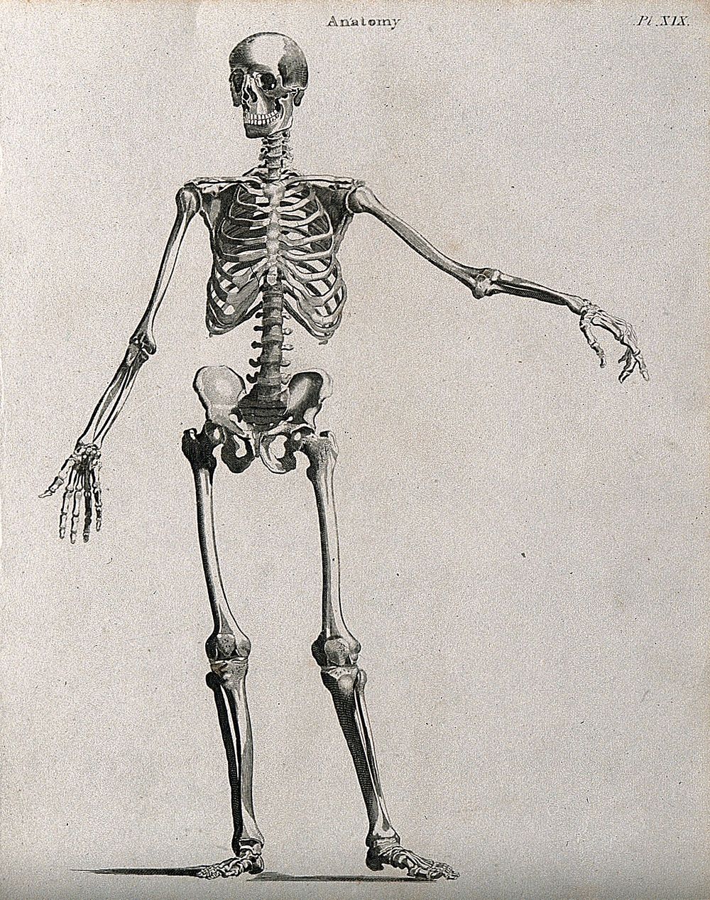 Skeleton: seen from the front. Line engraving by Campbell, 1816/1821.