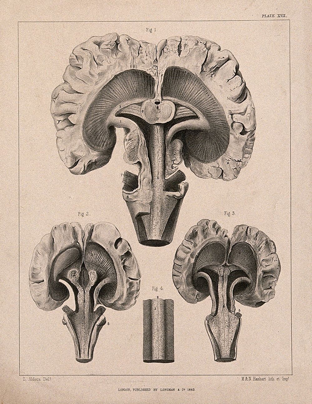 The brain of an animal: cross-section. Lithograph by L. Aldous, 1853.