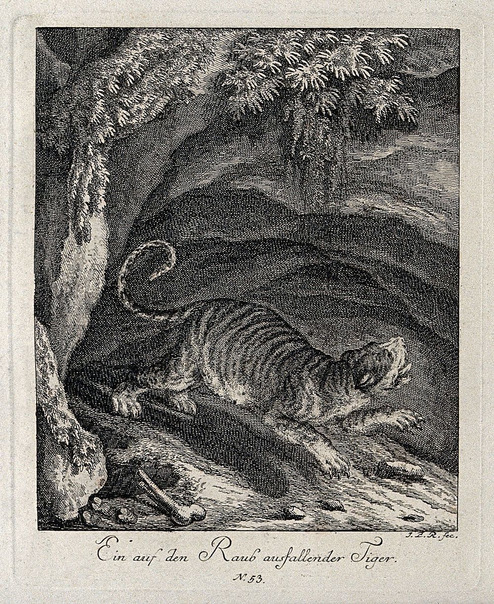 A tiger about to pounce on its prey. Etching by J. E. Ridinger.