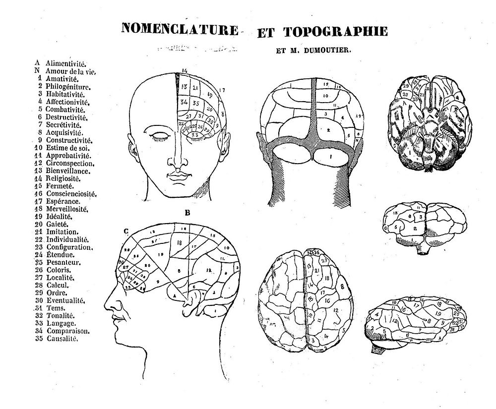 Phrenology, nomenclature and topography