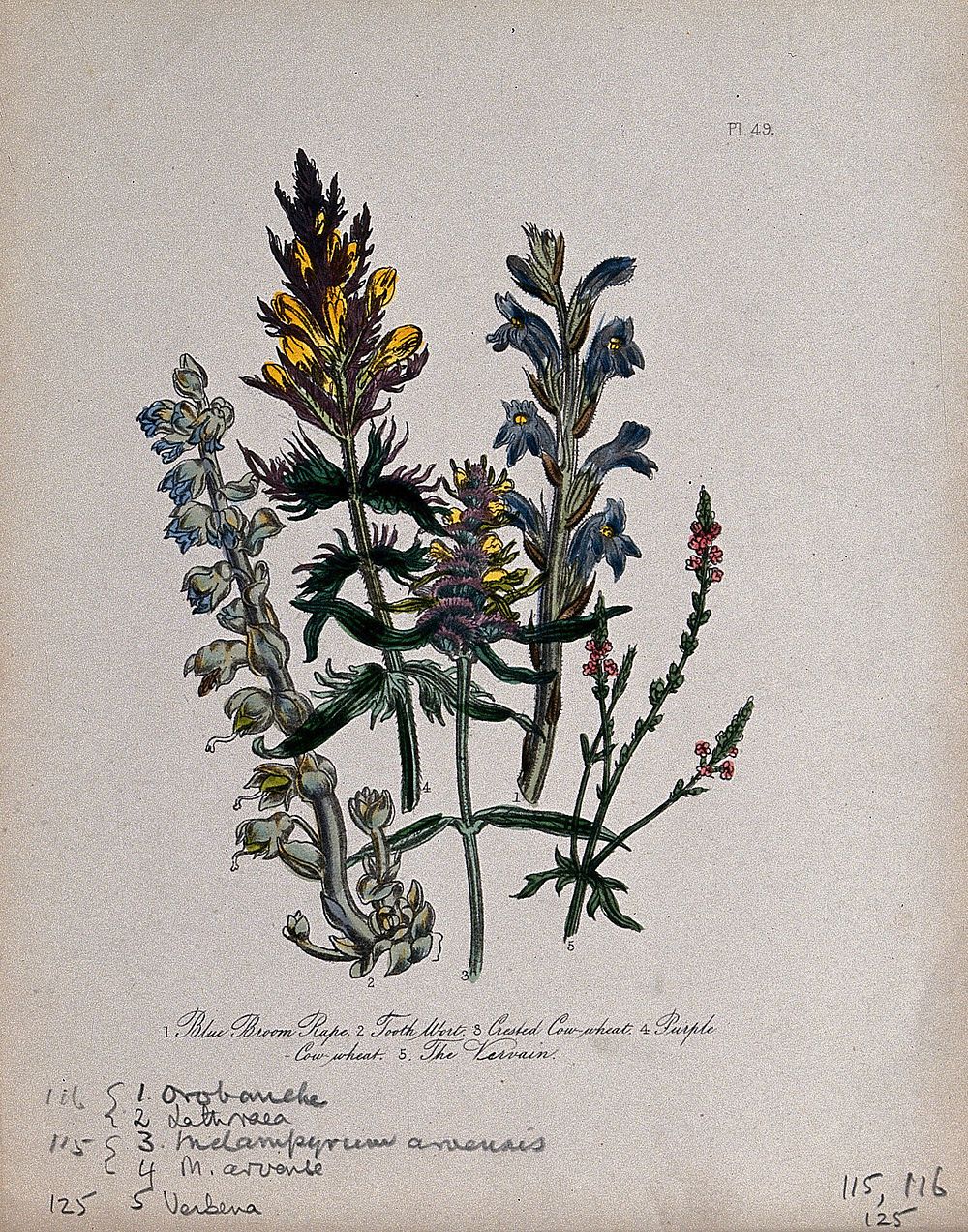 Five British wild flowers, including broomrape (Orobanche caerulea), vervain (Verbena officinalis) and toothwort (Lathraea…