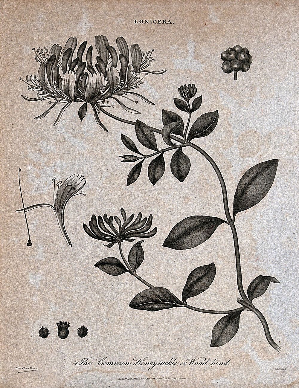 Honeysuckle or woodbine (Lonicera periclymenum): flowering stem and floral segments. Etching by J. Pass, c. 1814.