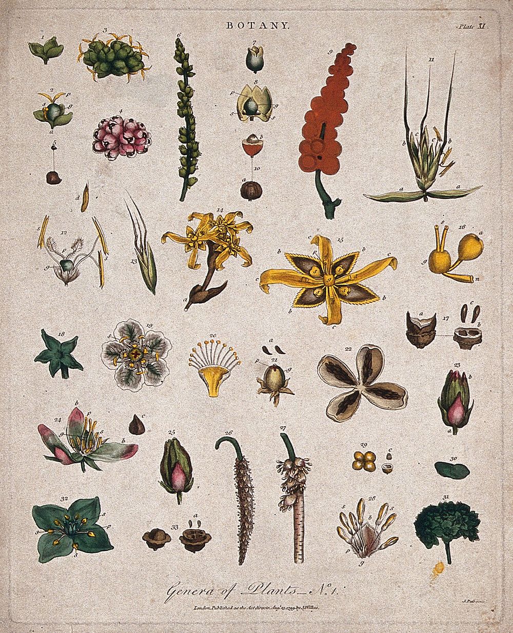 Nine different flowers and their floral segments. Coloured etching by J. Pass, c. 1799.
