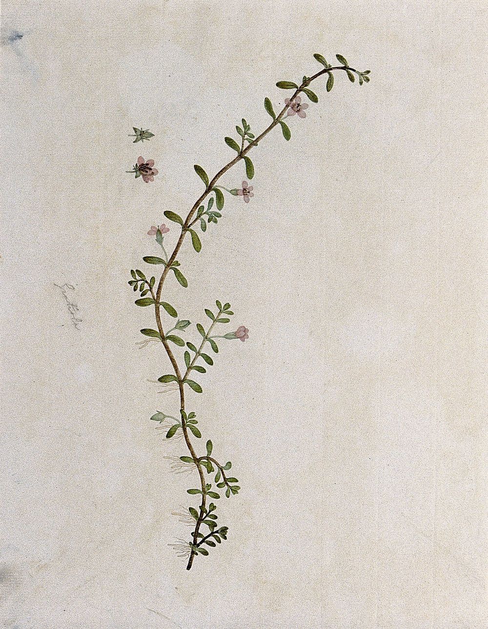 A plant (Gratiola species): flowering stem with floral segments. Watercolour.