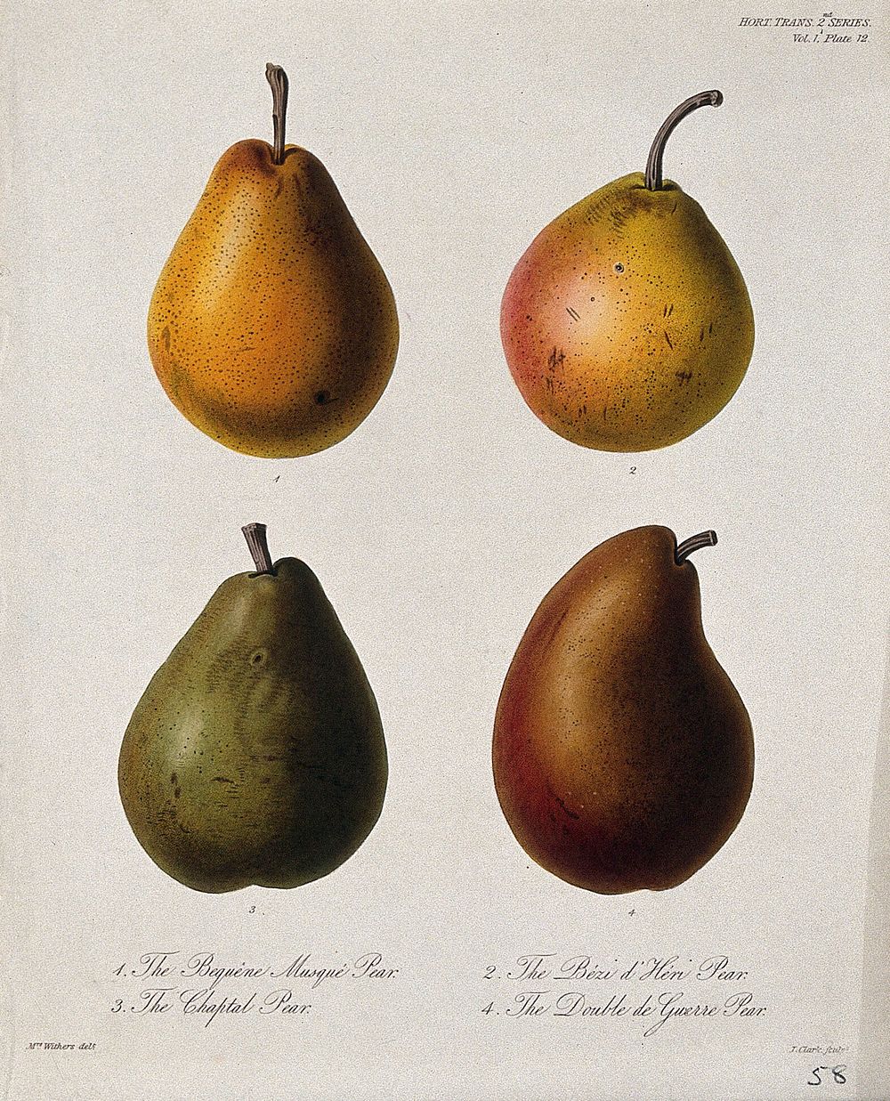 Four cultivars of pear (Pyrus communis cv.): entire fruits. Coloured etching by W. Clark, c. 1835, after Mrs. Withers.