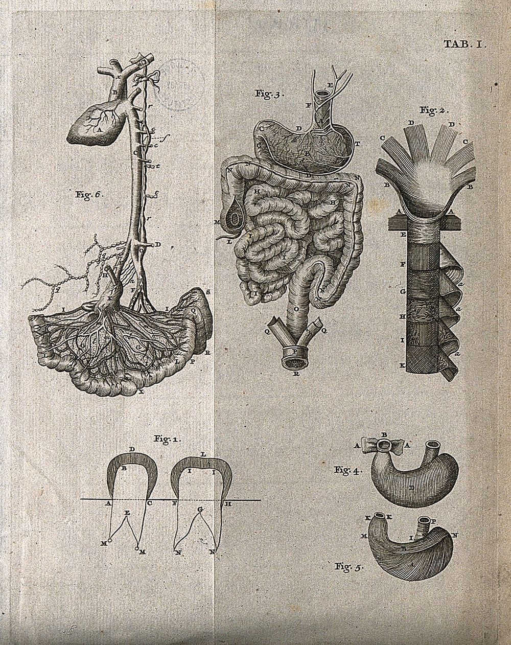 The digestive system. Engraving, 18th century.