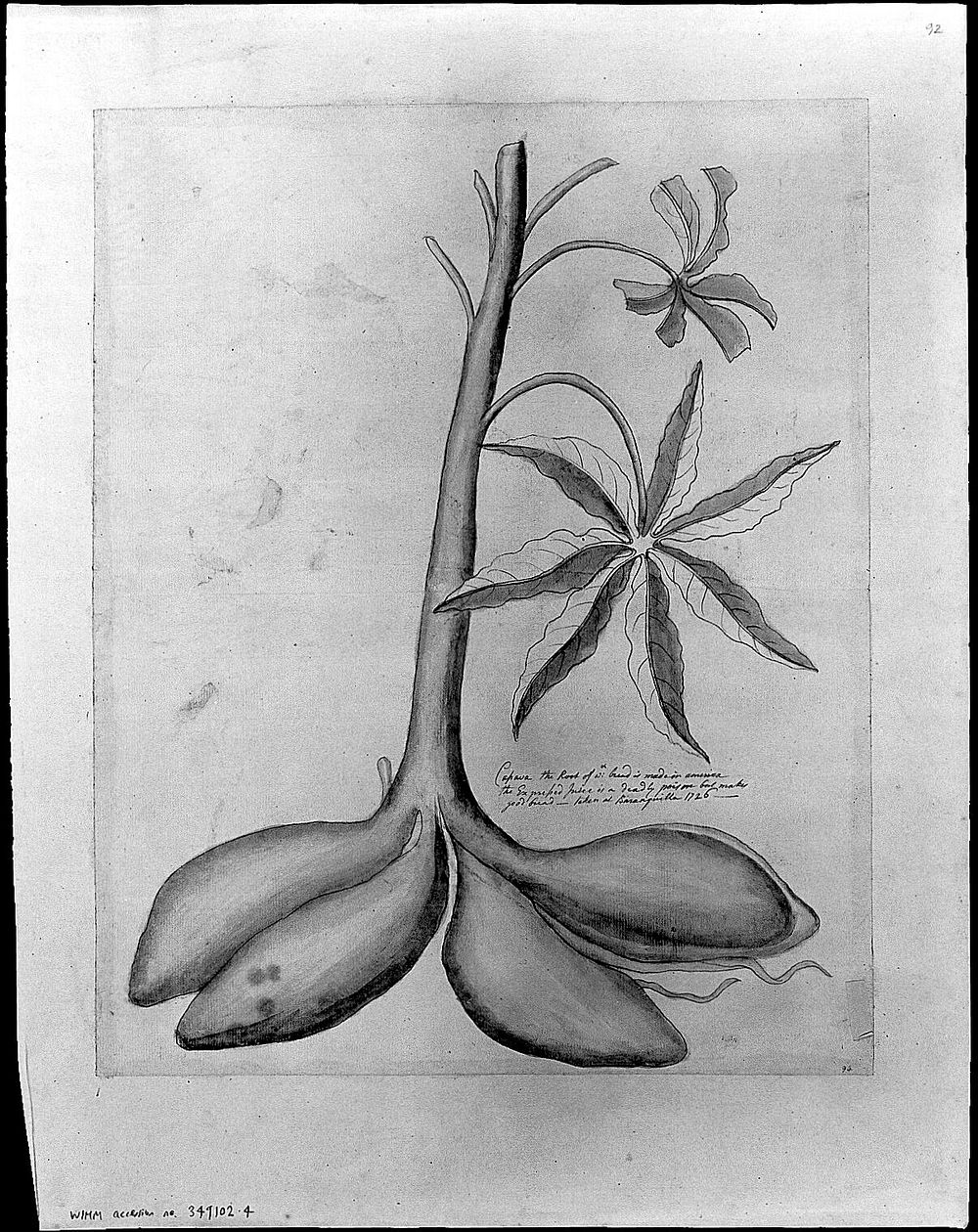 A cassava plant at Barranquilla, Colombia. Drawing by Thomas Malie, 1726.