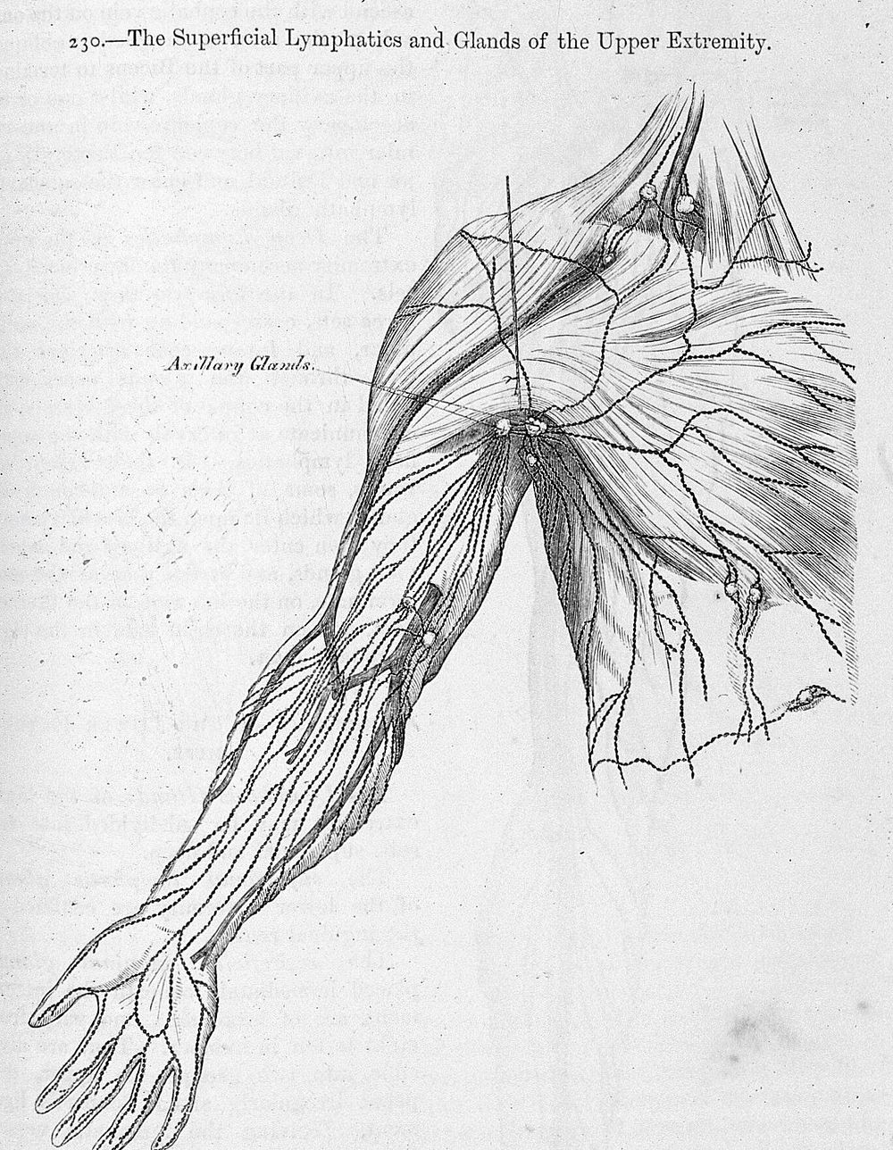 Anatomy, descriptive and surgical / by Henry Gray ; the drawings by H.V. Carter ; the dissections jointly by the author and…