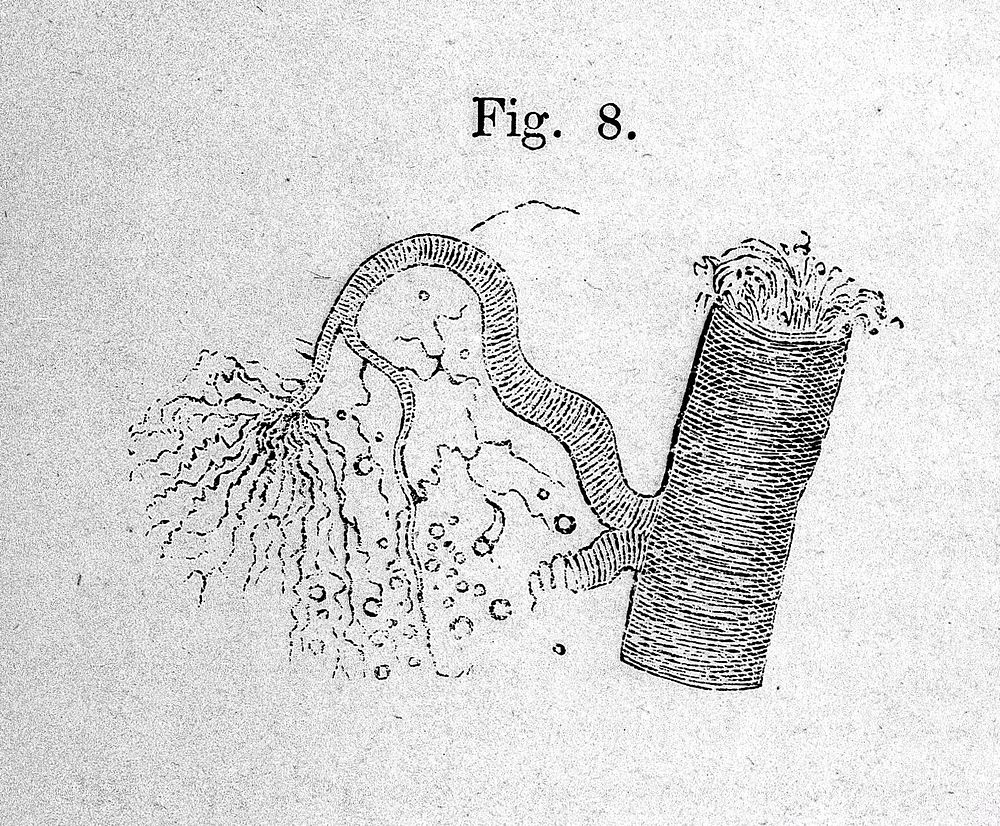 The microscope, and its application to clinical medicine / by Lionel Beale.