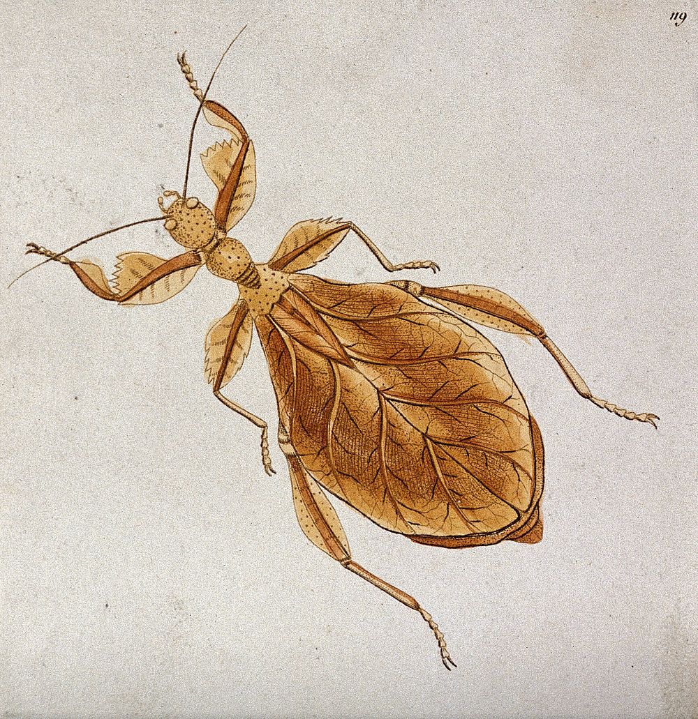 An insect, possibly a leaf-insect. Coloured etching.