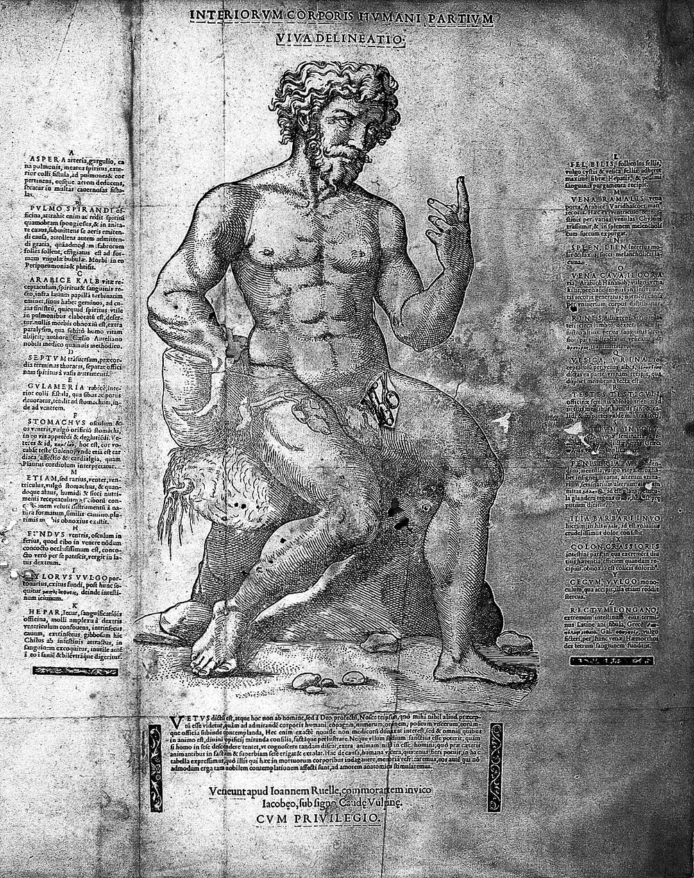Anatomical Fugitive Sheet : 'Adam and Eve figures'.