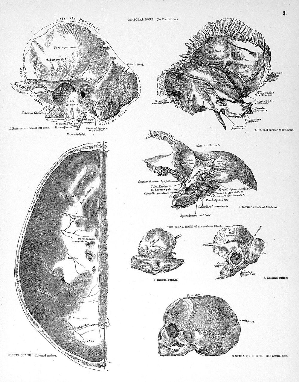 The descriptive atlas of anatomy : a representation of the anatomy of the human body / by Noble Smith.