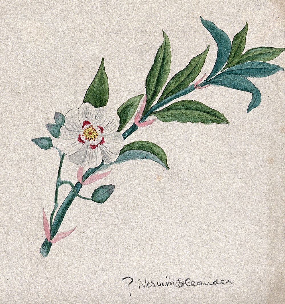 Oleander or rose-bay (Nerium oleander): flowering stem. Watercolour.