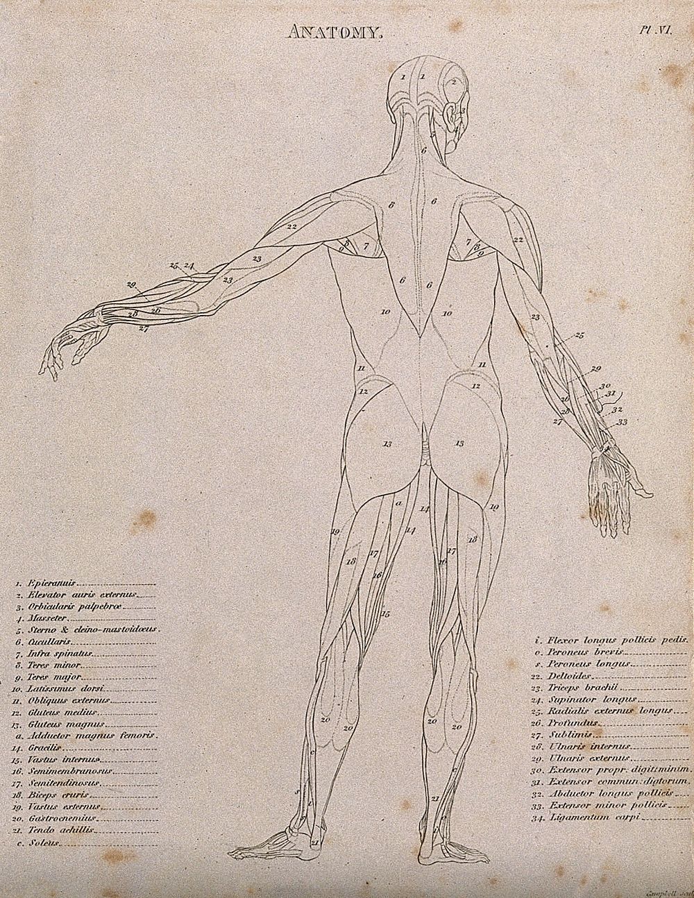An écorché with left arm extended to the side, seen from the back: diagram showing the outlines of the muscles. Line…