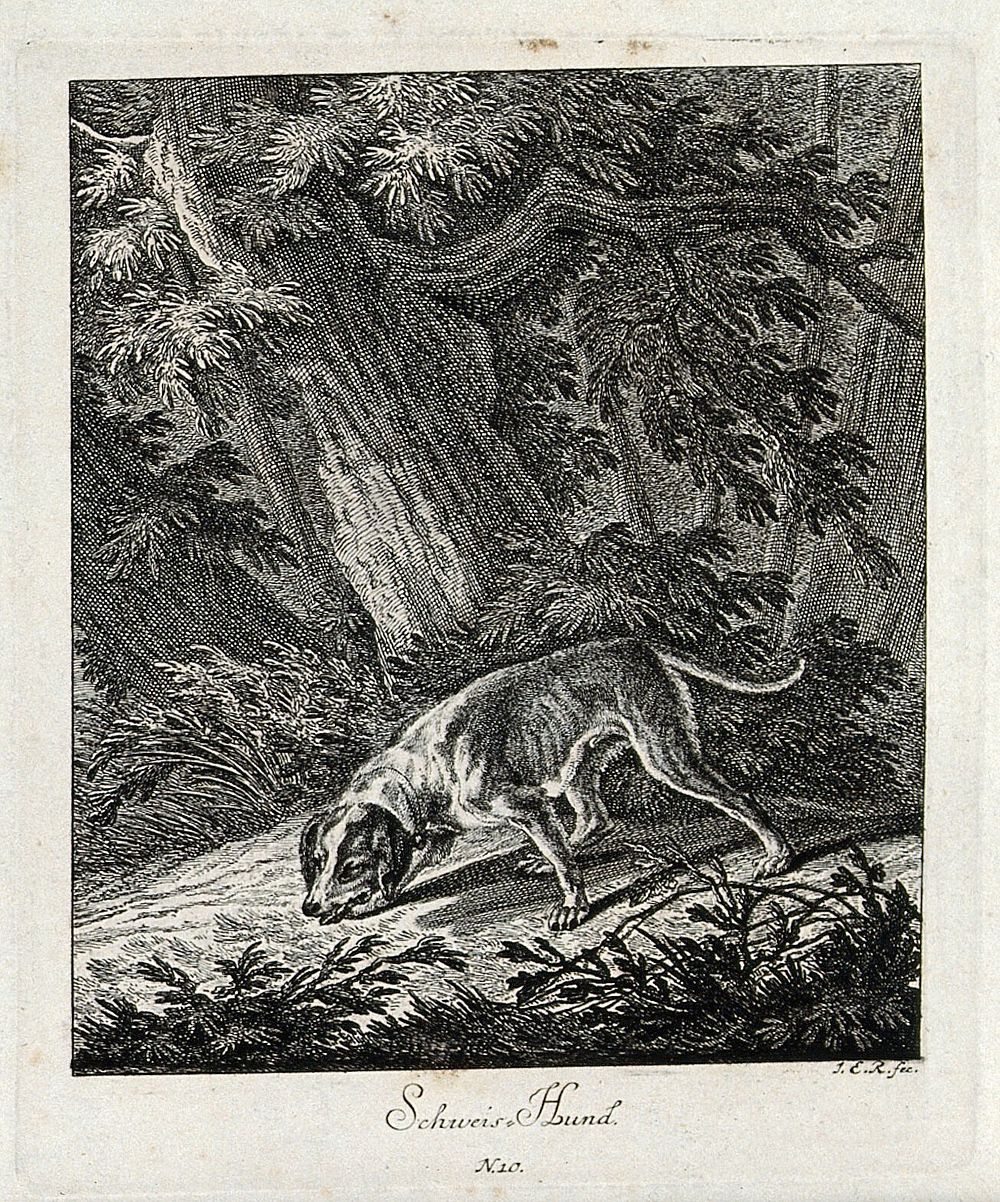 A bloodhound sniffing a trail in the forest. Etching by J. E. Ridinger.