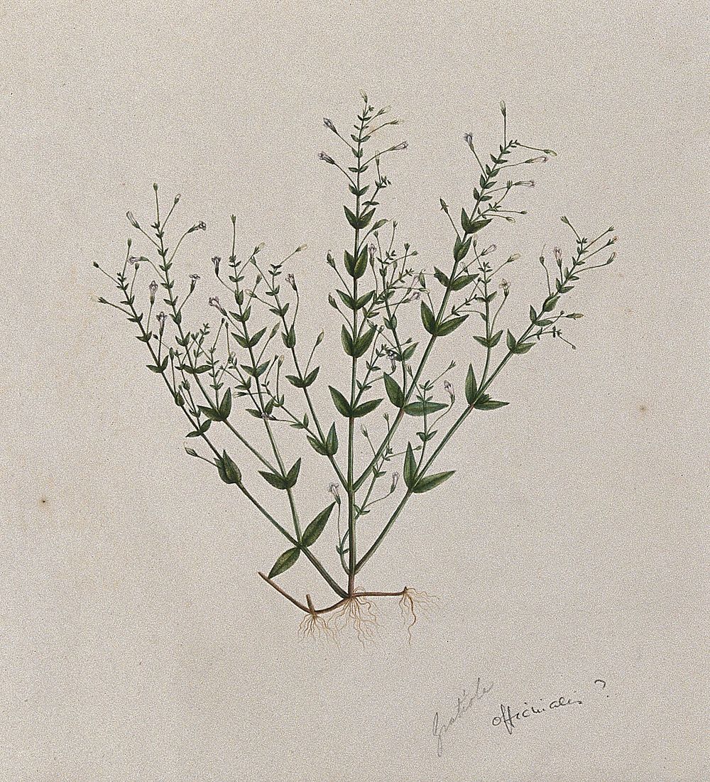 Hedge hyssop (Gratiola officinalis): entire flowering plant. Watercolour.