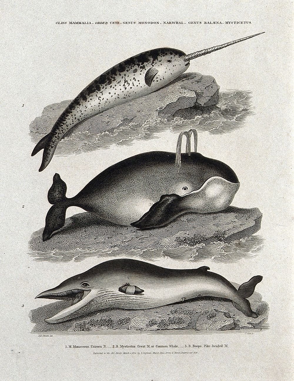 A narwhal, a common whale and a pike-headed whale. Etching by J Scott, ca 1812, after S Edwards.