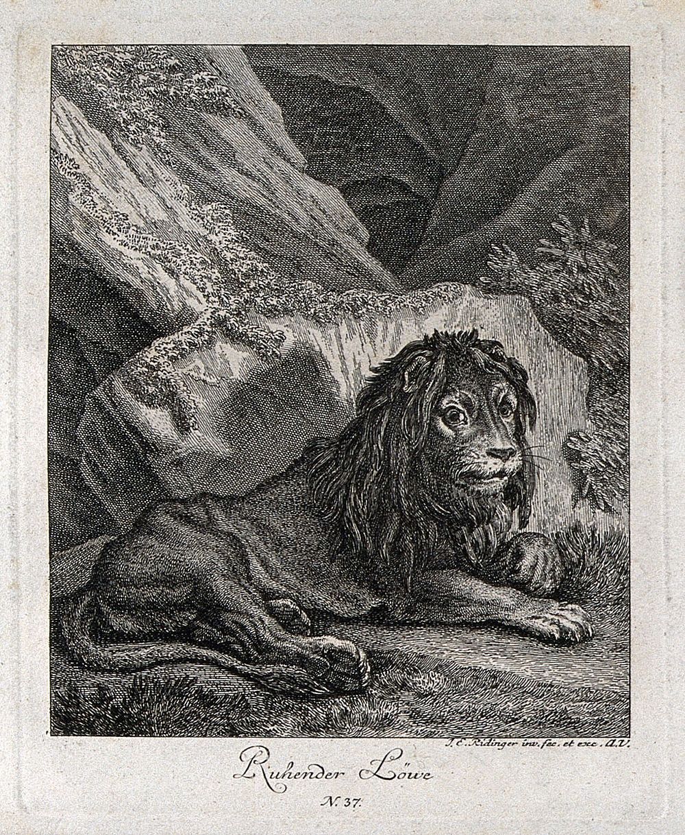 A lion resting and leaning against a rock. Etching by J. E. Ridinger.