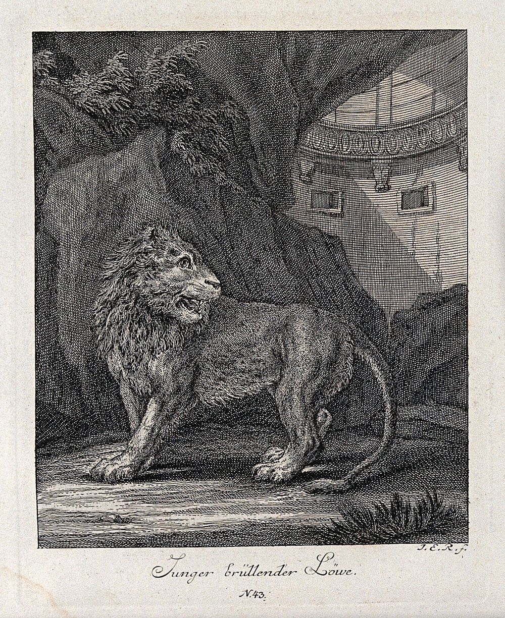 A young roaring lion in a cave with architecture in the background. Etching by J. E. Ridinger.
