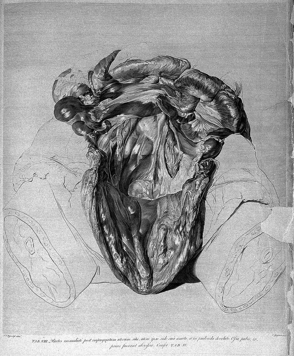 Anatomia uteri humani gravidi tabulis illustrata ... The anatomy of the human gravid uteris exhibited in figures / [William…