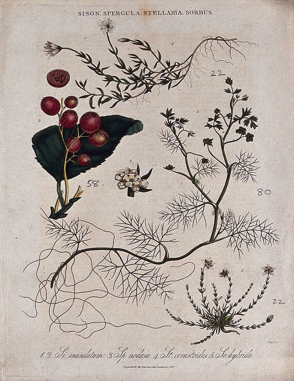Four flowering plants, including spurrey (Spergula), chickweed (Stellaria) and a rowan (Sorbus). Coloured engraving by J.…