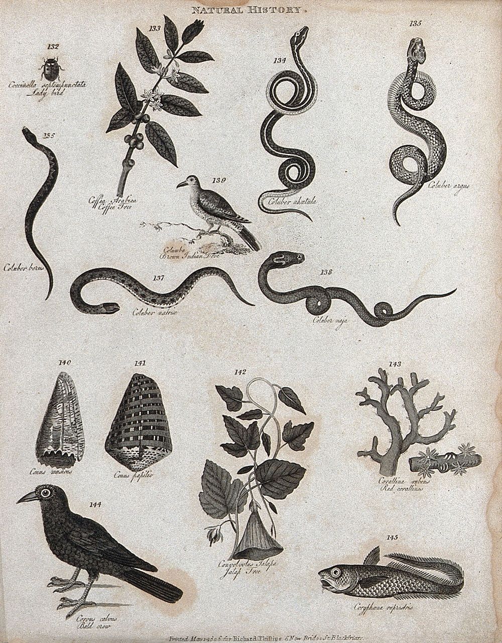 Above, a ladybird, a sprig of a coffee tree, five coluber snakes and a brown indian dove; below, tendrils of the jalap tree…