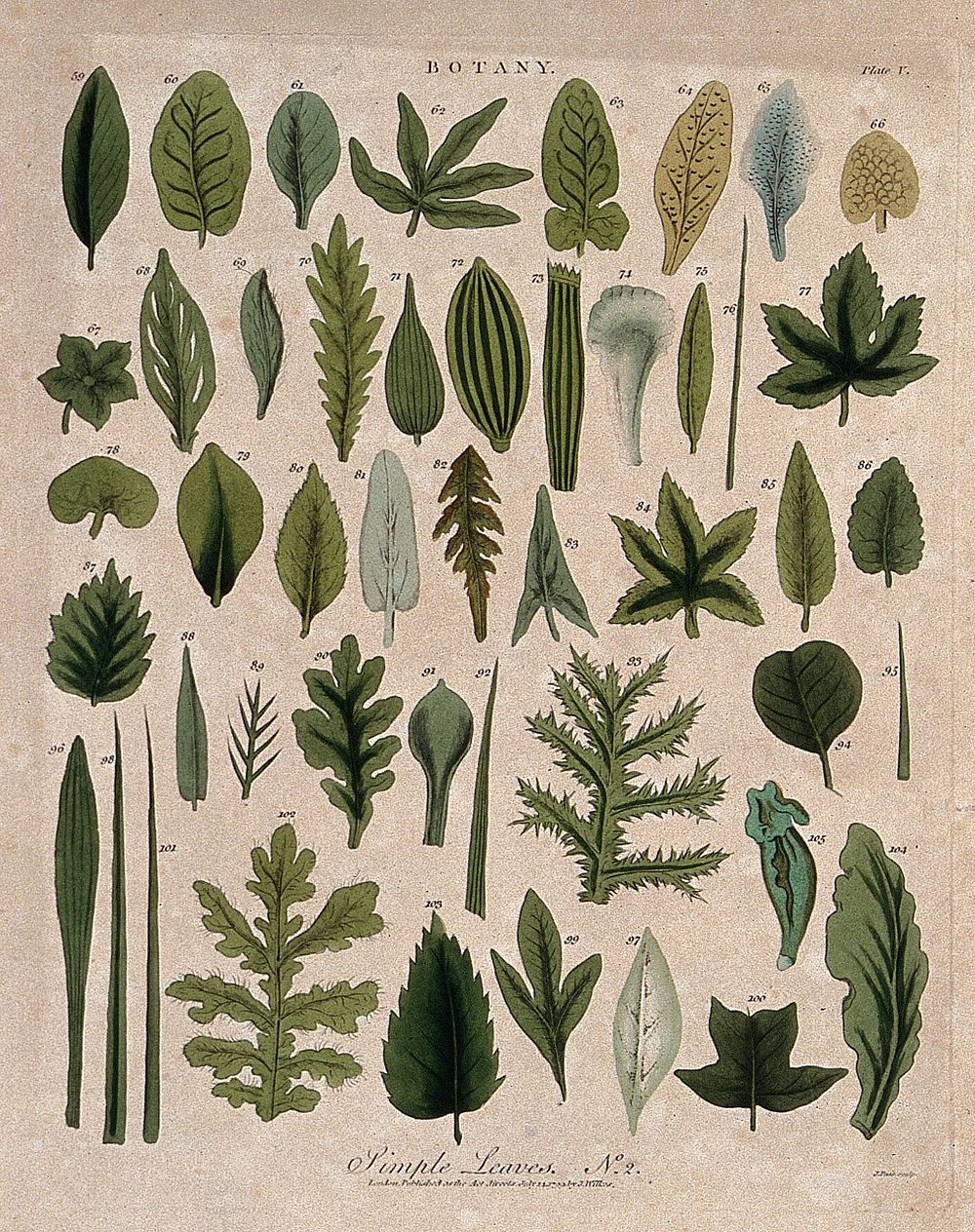 Forty five simple plant leaves of different forms. Coloured etching by J. Pass, c. 1799.