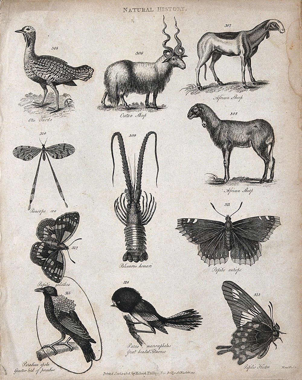 Above, a bird, a Cretan sheep and two African sheep, an insect and a mollusc; below, three butterflies, a bird of paradise…