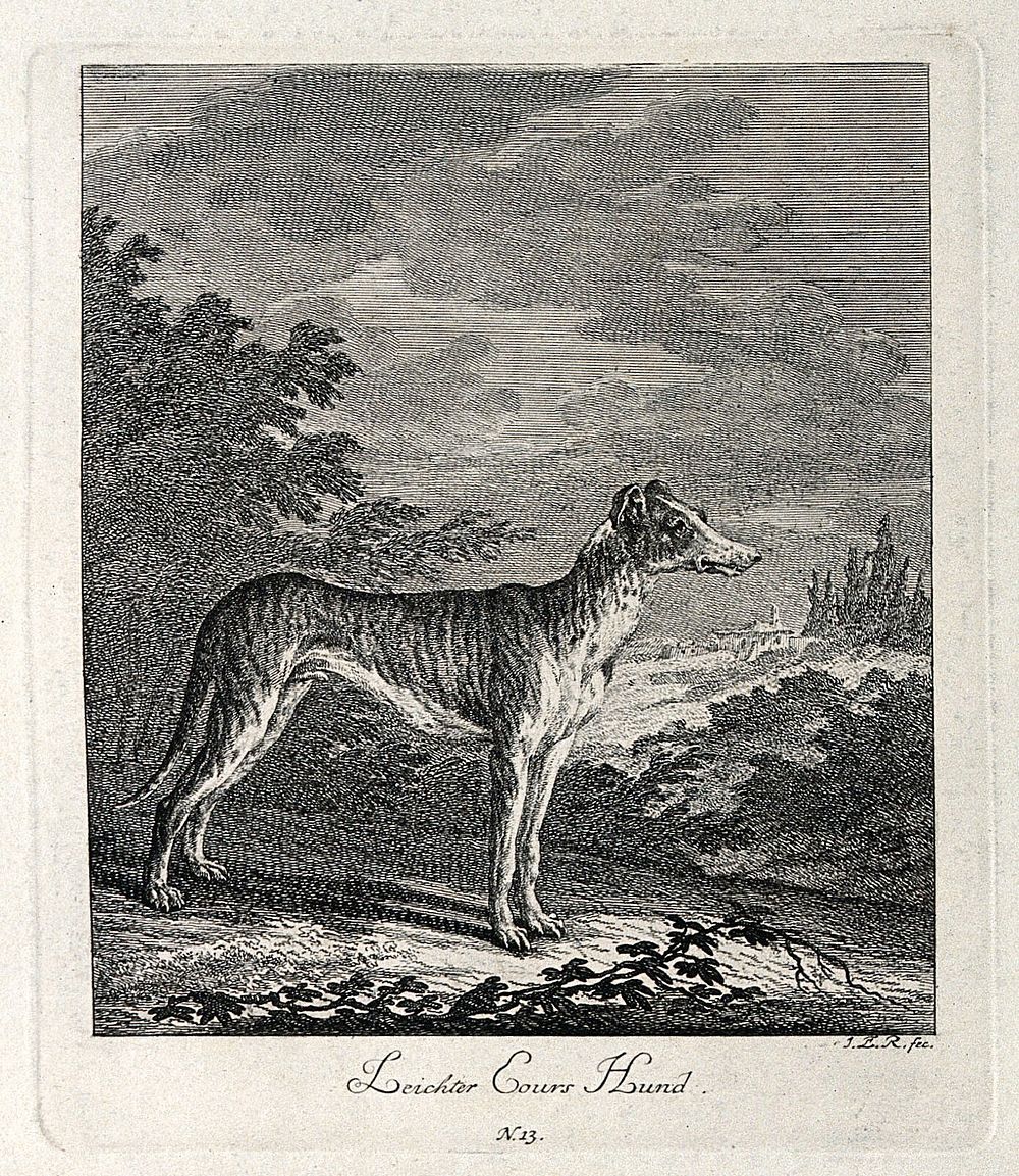 A greyhound used for coursing hares standing on a forest clearing. Etching by J. E. Ridinger.