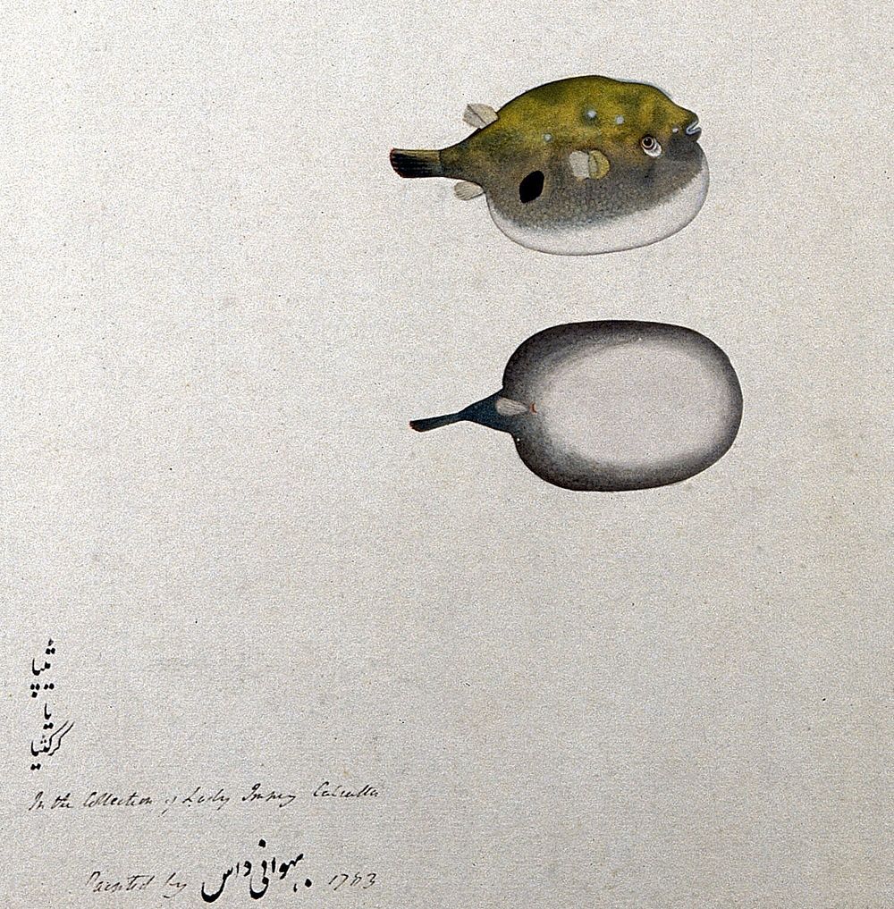 Fish (Puffer Fish): lateral and ventral views. Watercolour by Bhawani Das.