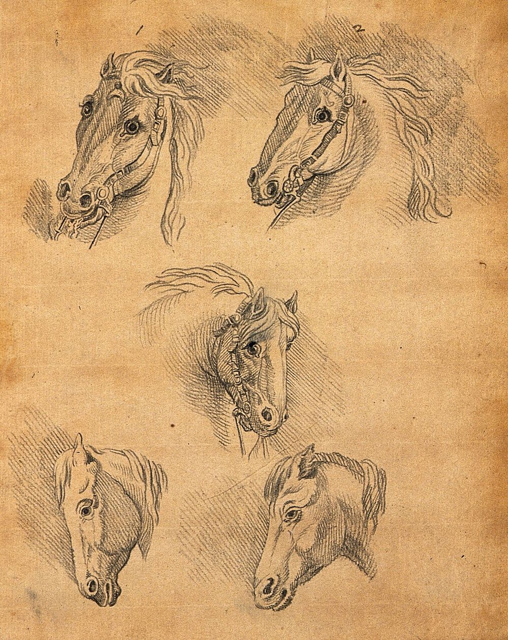 Five heads of horses. Drawing, c. 1789.