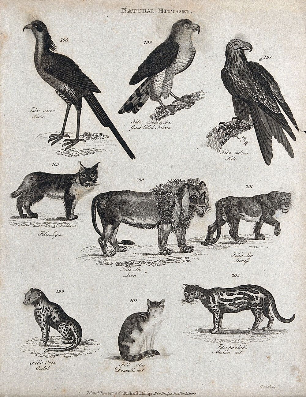 Above, three falcons, a lynx, a lion and a lioness; below, an ocelot, a domestic cat and a mexican cat. Etching by Heath.