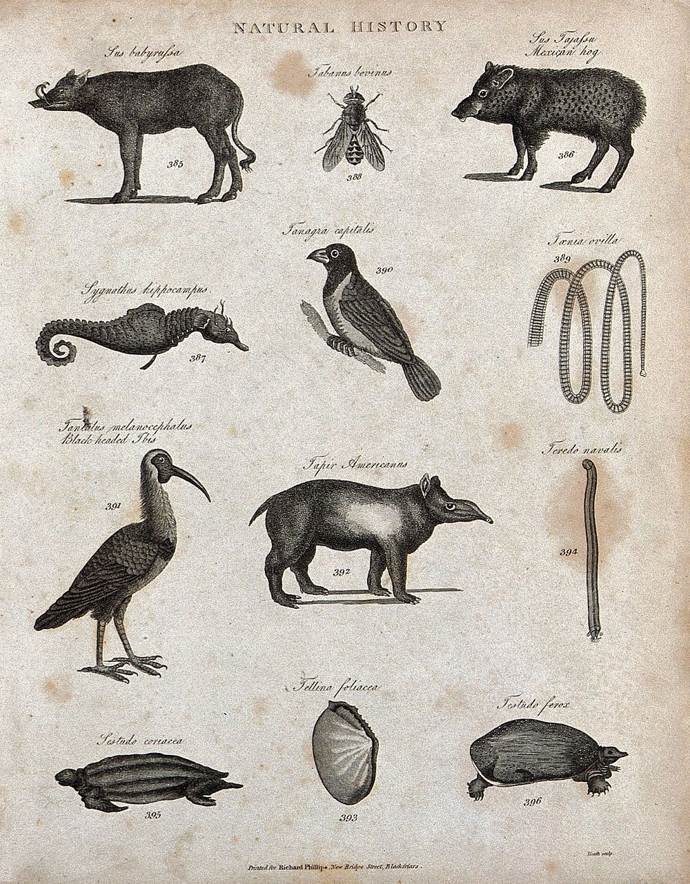 Above, two hogs, an insect, a sea horse, a tanager bird, and a large tapeworm; below, an ibis, a tapir, a teredo (ship…
