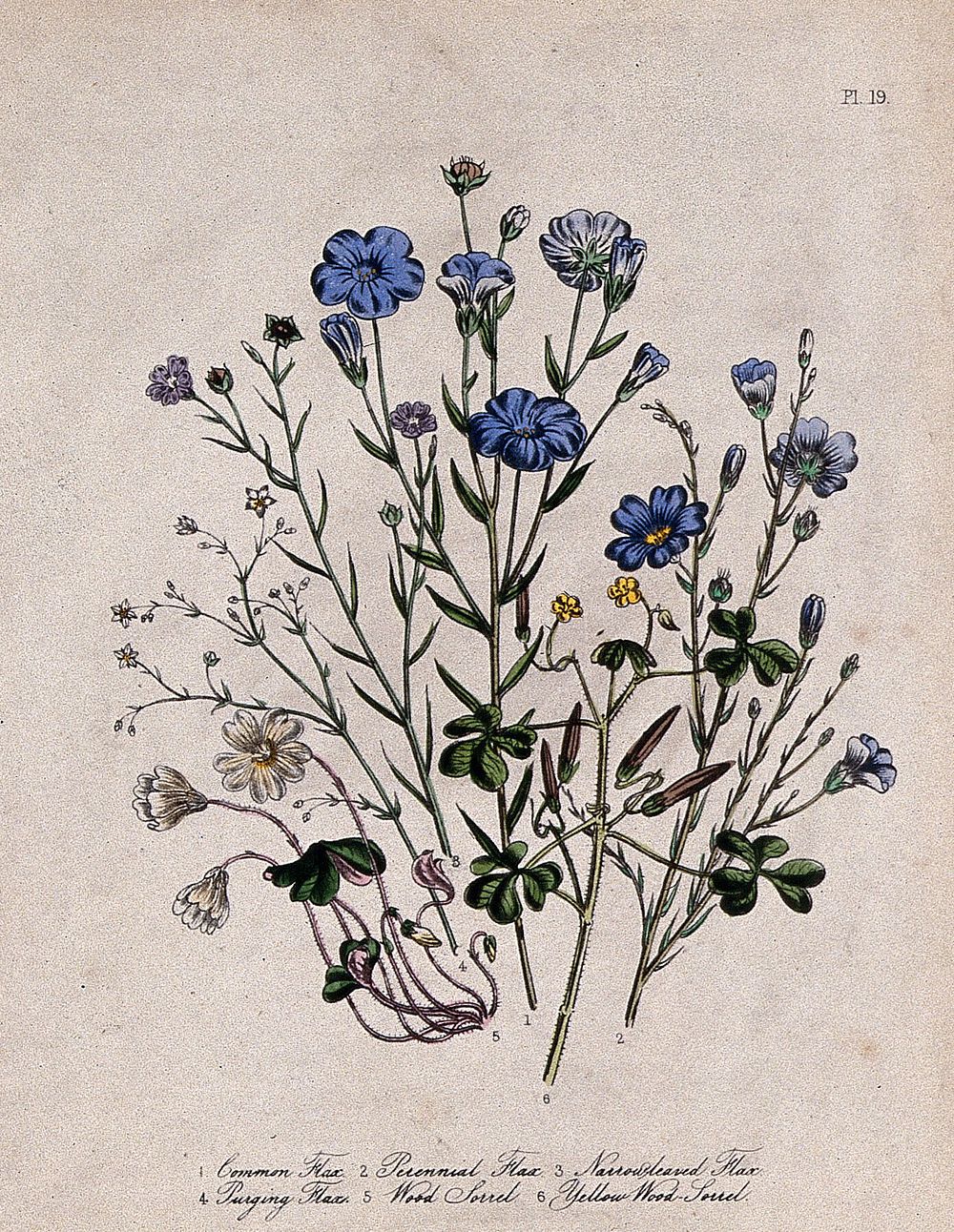 Six British wild flowers, four types of flax (Linum species) and two wood sorrel (Oxalis). Coloured lithograph, c. 1846…